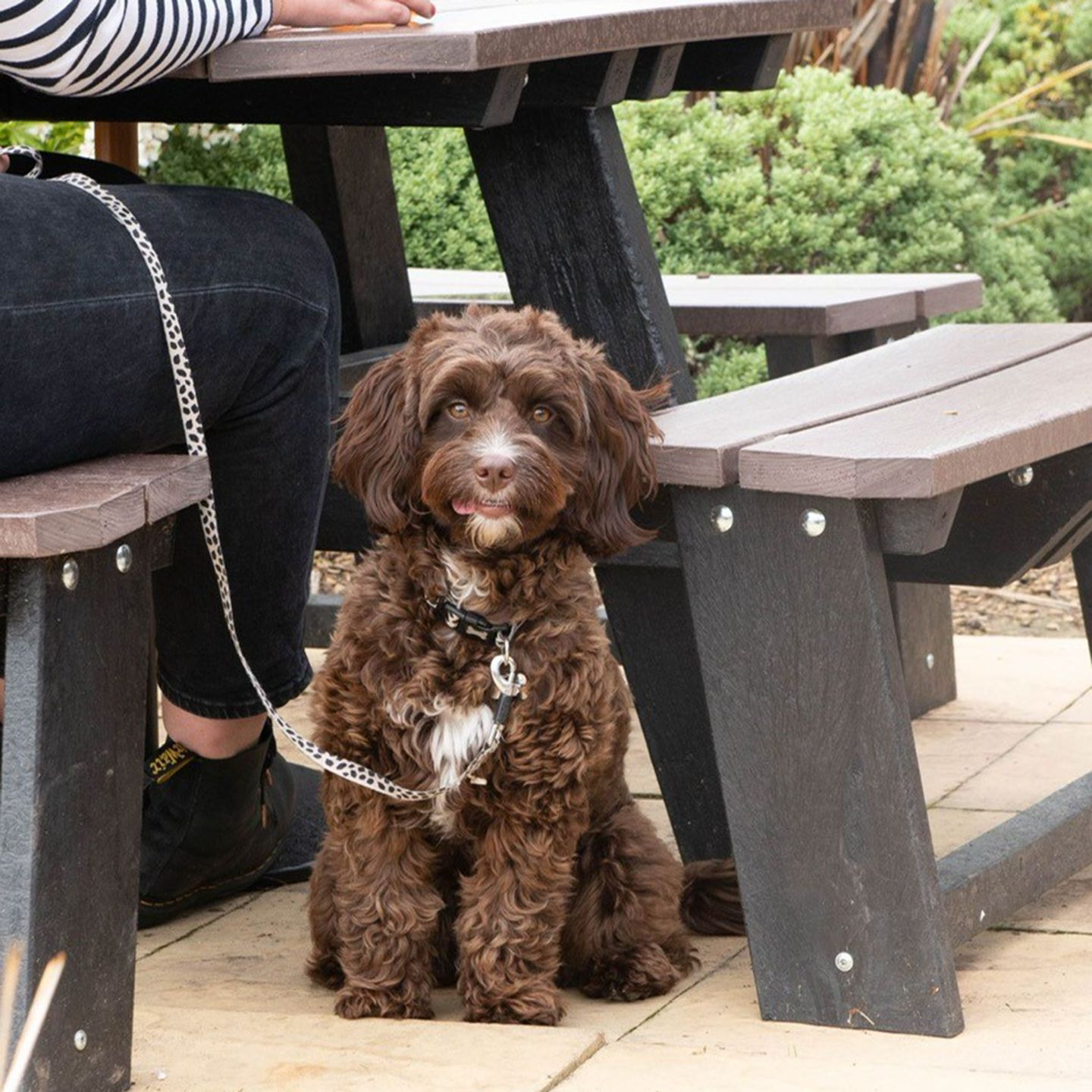 Your local dog friendly pub in Tettenhall